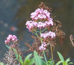 Centranthus ruber