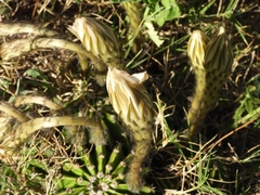 Echinopsis oxygona