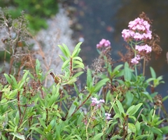 Centranthus ruber