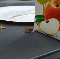 Vespula