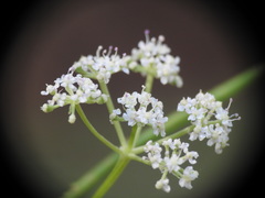 Seseli montanum