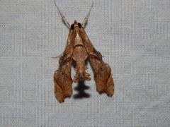Terastia africana