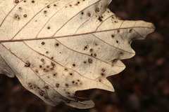 Neuroterus umbilicatus