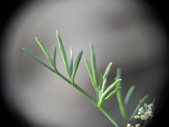 Seseli montanum