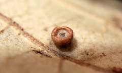Neuroterus umbilicatus