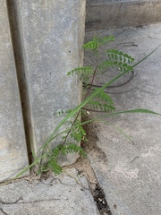 Phyllanthus tenellus image