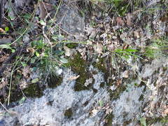 Seseli montanum