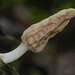 Morchella herediana - Photo (c) Naomi, some rights reserved (CC BY-NC), uploaded by Naomi