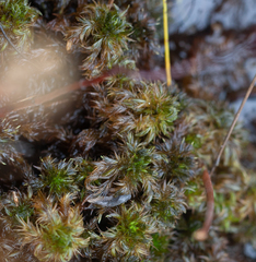 Sphagnum torreyanum