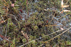 Sphagnum torreyanum