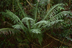 Blechnum brasiliense