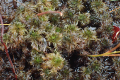 Sphagnum torreyanum
