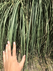 Cortaderia selloana