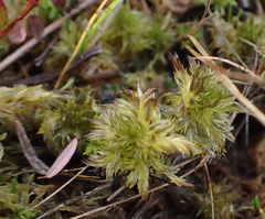 Sphagnum torreyanum