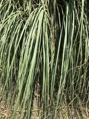 Cortaderia selloana