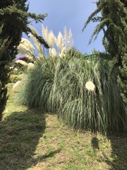Cortaderia selloana