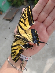 Papilio multicaudata multicaudata