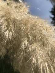 Cortaderia selloana