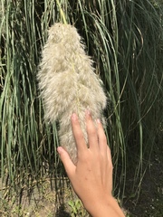 Cortaderia selloana
