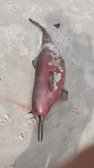 Pontoporia blainvillei