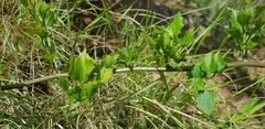 Microglossa mespilifolia