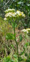 Microglossa mespilifolia