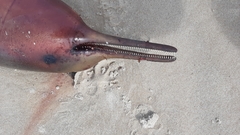 Pontoporia blainvillei