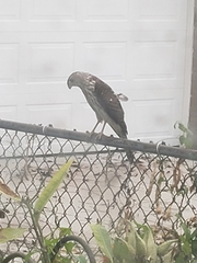 Accipiter cooperii