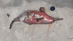 Pontoporia blainvillei