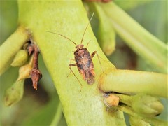 Chinamiris aurantiacus