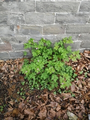 Geranium robertianum