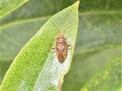 Chinamiris aurantiacus