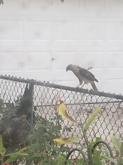 Accipiter cooperii