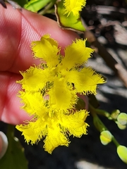 Villarsia