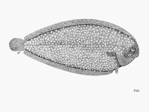 Representative image of Bathysolea profundicola