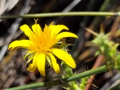 Cullumia setosa