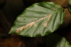 Stigmella hemargyrella
