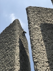 Sceloporus grammicus