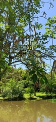 Handroanthus
