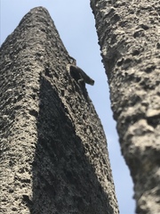 Sceloporus grammicus