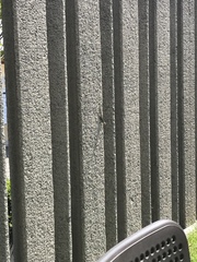 Sceloporus grammicus