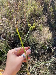 Cyperus echinatus