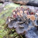 photo of Pelt Lichens (Peltigera)