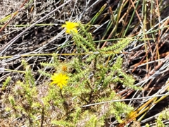 Cullumia setosa