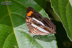 Adelpha iphiclus iphiclus