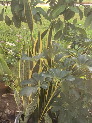 Dracaena image