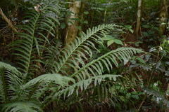 Blechnum brasiliense