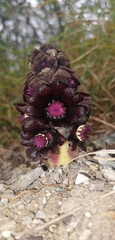 Bdallophytum americanum