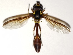 Salpingogaster punctifrons