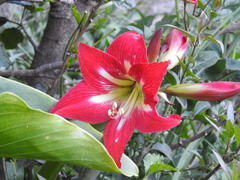 Hippeastrum vittatum